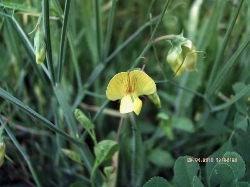 Lathyrus annuus / Cicerchia pallida